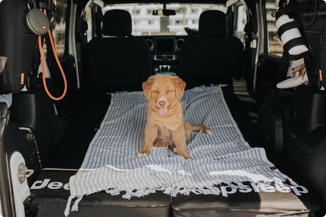 Golden retriever puppy sitting on two car camping foam mattresses in the back of overland SUV